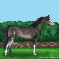 Horse Color:Platinum White Spotted Brown Rabicano