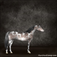 Horse Color:Platinum White Spotted Bay Rabicano