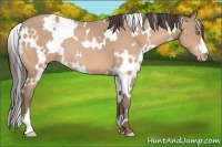 Horse Color:White Spotted Sable Champagne 