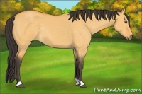 Horse Color:Buckskin Dun