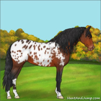 Horse Color:Bay Appaloosa 
