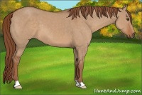 Horse Color:Red Dun 