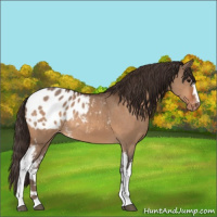 Horse Color:White Spotted Bay Dun Appaloosa 