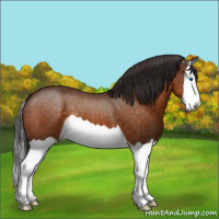 Horse Color:Buckskin Splash 