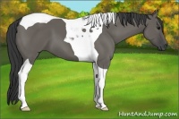 Horse Color:Grullo Tobiano 