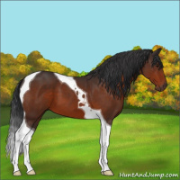Horse Color:Brown Tobiano 