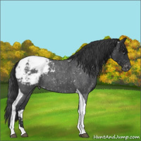 Horse Color:Blue Roan Tobiano Appaloosa
