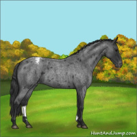 Horse Color:Blue Roan Appaloosa 
