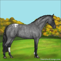 Horse Color:Blue Roan Varnish 