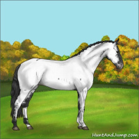 Horse Color:Blue Roan Appaloosa