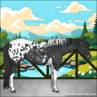 Horse Color:Black Tobiano Appaloosa 