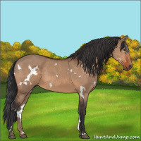Horse Color:White Spotted Brown Dun