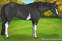 Horse Color:White Spotted Black