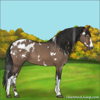 Horse Color:White Spotted Brown Dun Appaloosa 