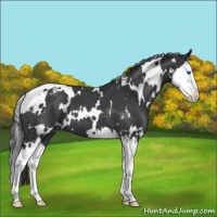 Horse Color:White Spotted Blue Roan Splash Appaloosa