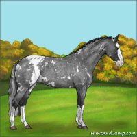 Horse Color:White Spotted Blue Roan Splash Snowflake Varnish 