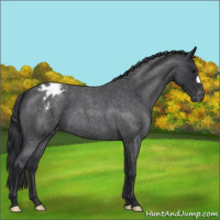 Horse Color:Blue Roan Appaloosa 