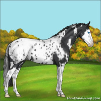 Horse Color:White Spotted Blue Roan Splash Appaloosa 