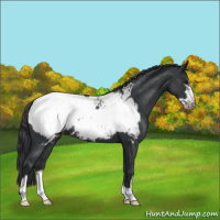 Horse Color:Blue Roan Frame Snowcap 