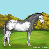 Horse Color:Blue Roan Splash Frame Varnish 