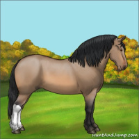 Horse Color:Bay Dun 