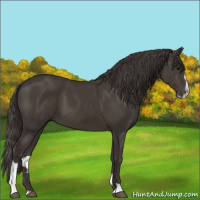 Horse Color:Smoky Black Sabino