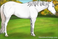 Horse Color:Chestnut Splash Appaloosa 