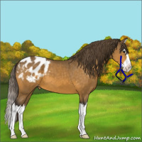 Horse Color:Buckskin Sabino Splash Appaloosa 