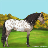 Horse Color:Bay Dun Frame Appaloosa 