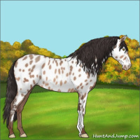 Horse Color:Sable Champagne Appaloosa 