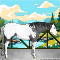 Horse Color:Blue Roan Splash Appaloosa 