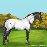 Horse Color:White Spotted Blue Roan Near Fewspot 