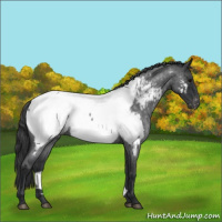 Horse Color:Blue Roan Appaloosa Rabicano 