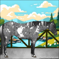Horse Color:White Spotted Blue Roan Snowflake Varnish