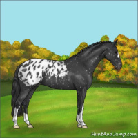 Horse Color:Blue Roan Appaloosa 