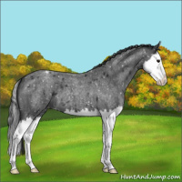 Horse Color:Blue Roan Splash Snowflake Varnish