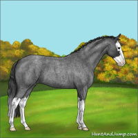 Horse Color:Blue Roan Splash Varnish 