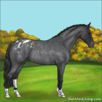 Horse Color:Blue Roan Blanket Rabicano 