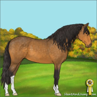Horse Color:Buckskin 