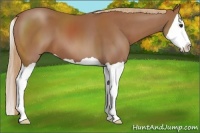 Horse Color:Chestnut Splash 