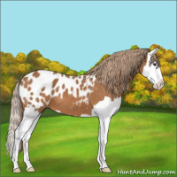 Horse Color:Chestnut Splash Appaloosa 