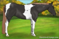 Horse Color:Liver Chestnut Tobiano 