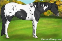 Horse Color:Black Tobiano Appaloosa