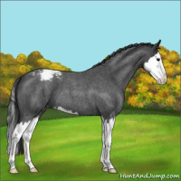 Horse Color:Blue Roan Splash Varnish 