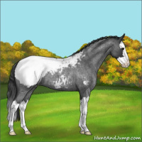 Horse Color:Blue Roan Splash Snowcap 