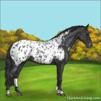 Horse Color:Blue Roan Near Leopard 