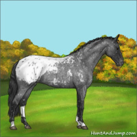 Horse Color:Blue Roan Appaloosa 