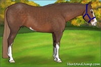Horse Color:Liver Chestnut Sabino