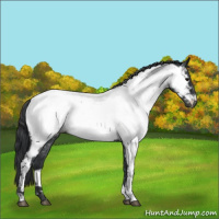 Horse Color:Blue Roan Near Fewspot 