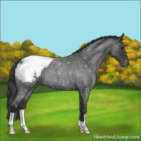 Horse Color:Blue Roan Appaloosa